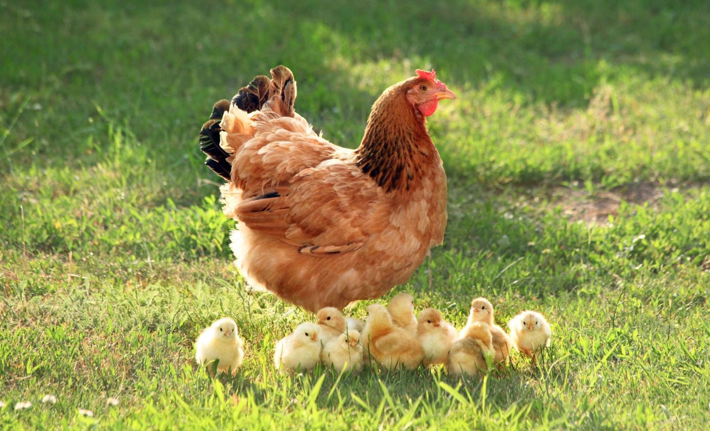 Common drug humans take is found to boost fertility in both women and chickens