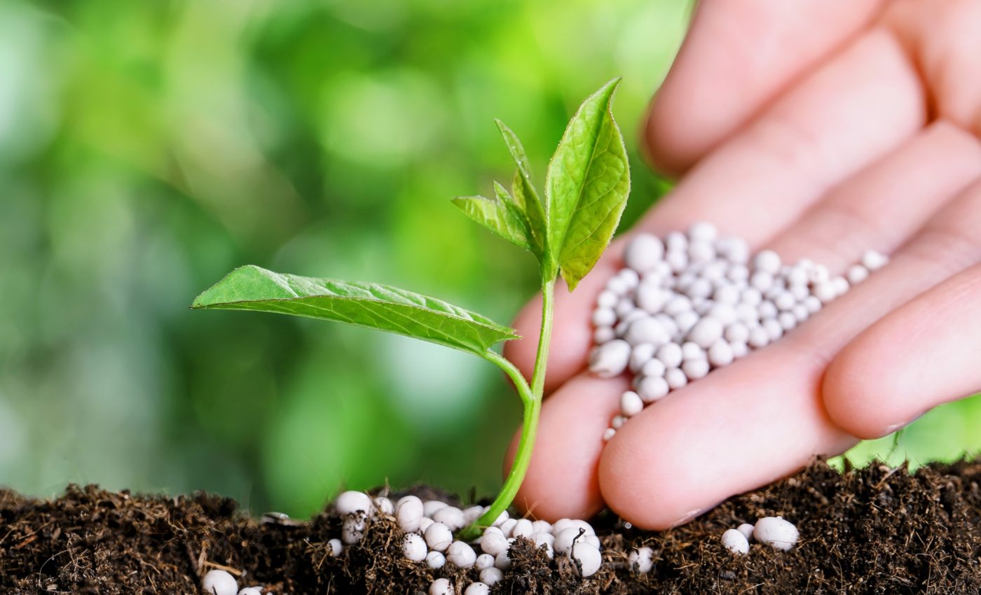 Fertilizer reduces plant damage caused by droughts