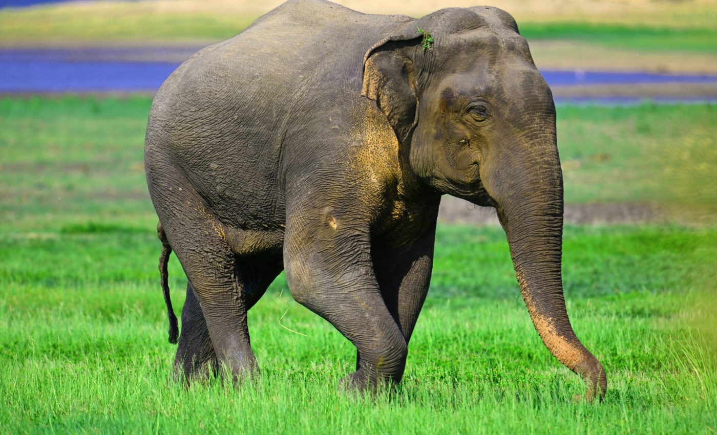 Elephant brains reveal big differences among species