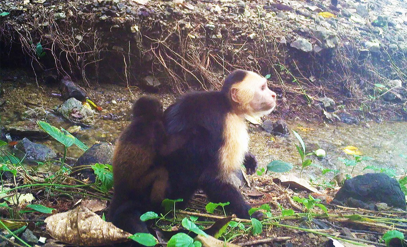 Capuchin monkeys have developed a very disturbing 'social tradition' of abducting babies