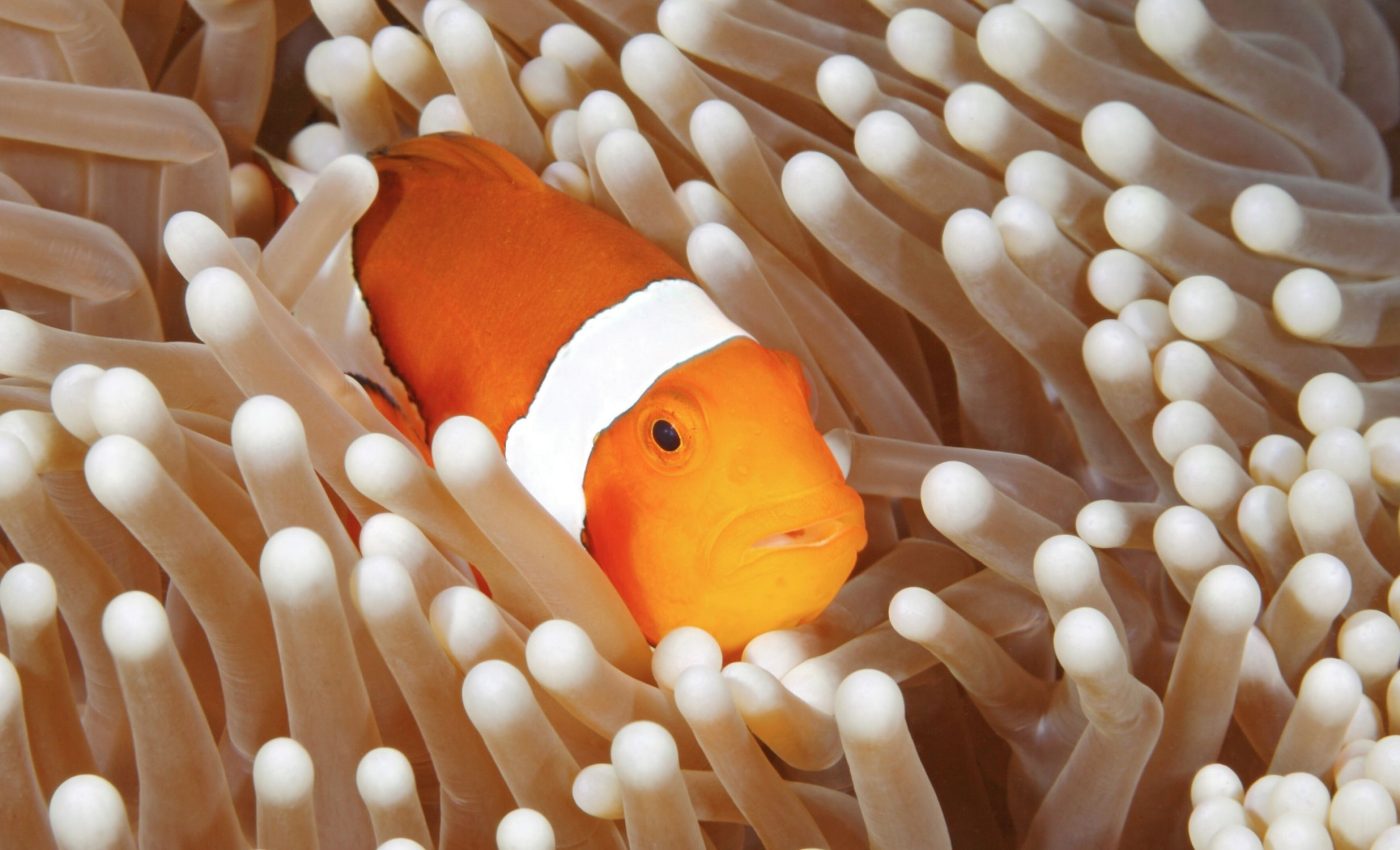 Clownfish physically shrink their bodies to survive heatwaves