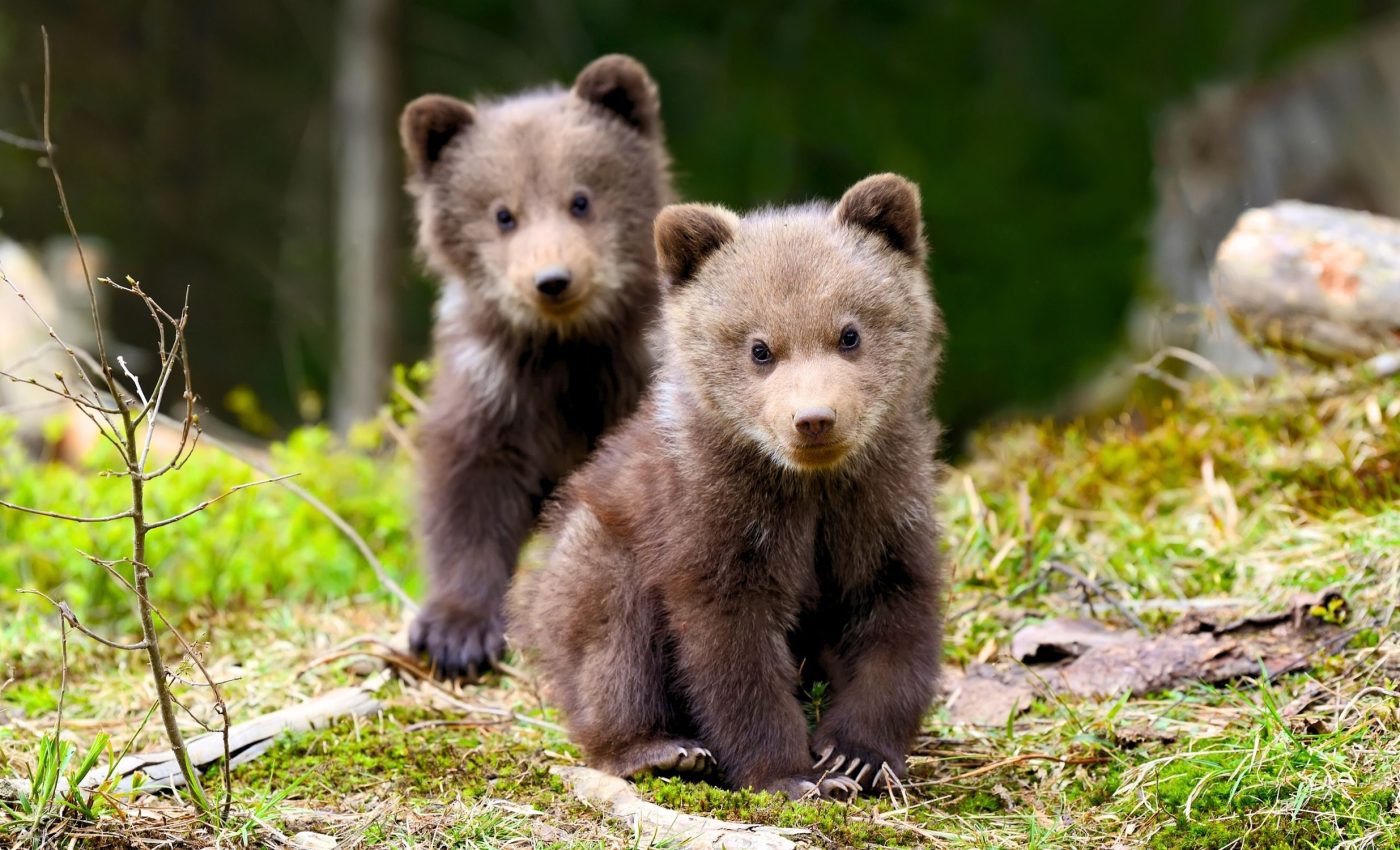 International Day for Biological Diversity 2025: Bonding with nature