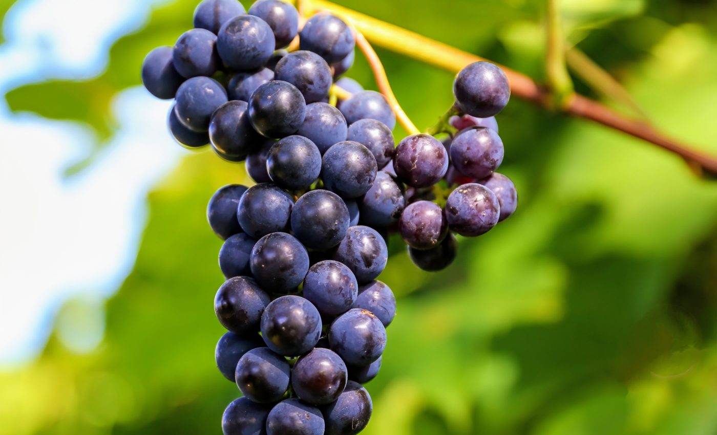 Wines may develop new tastes as climate patterns change