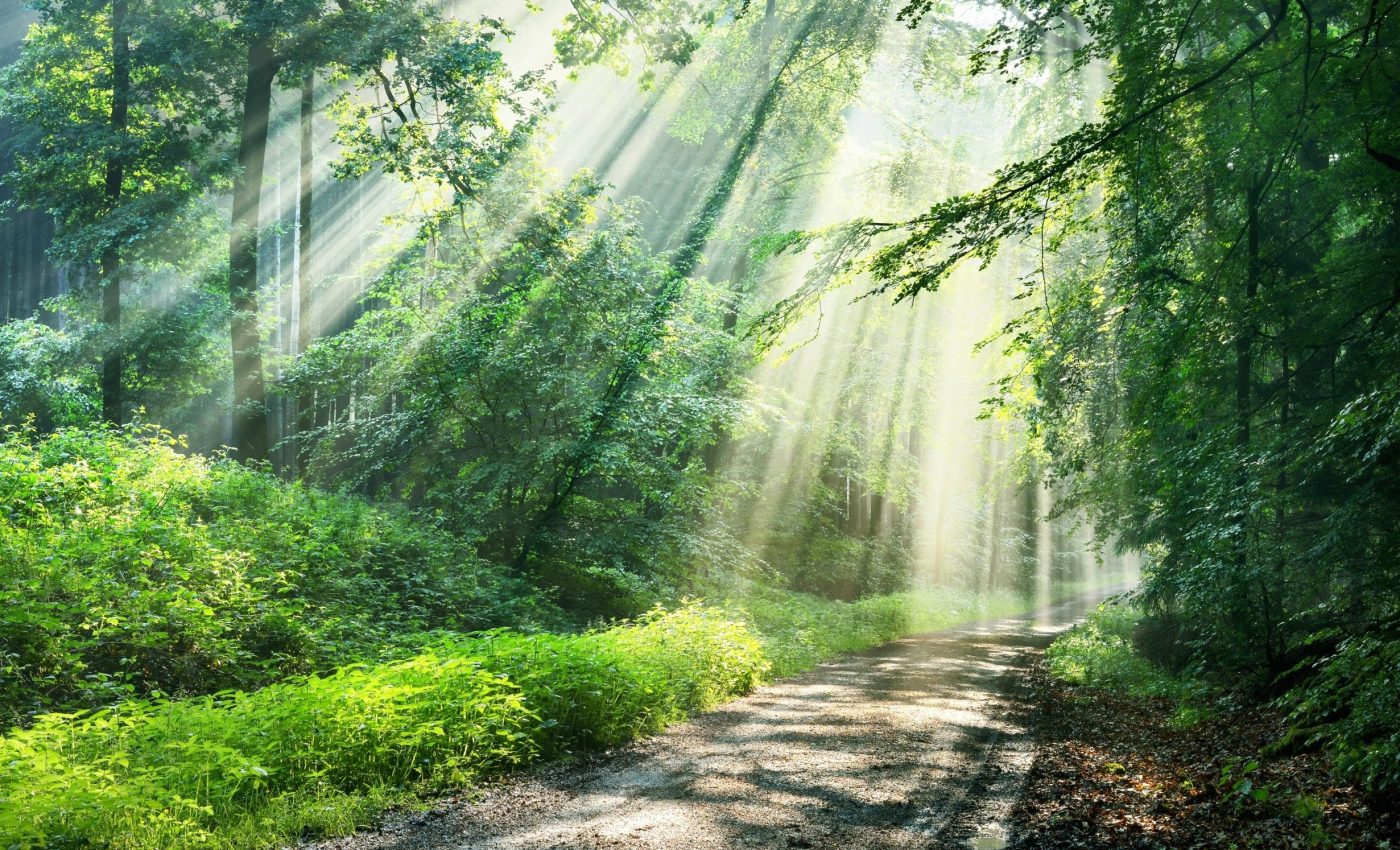 Forests provide different health benefits based on their structure