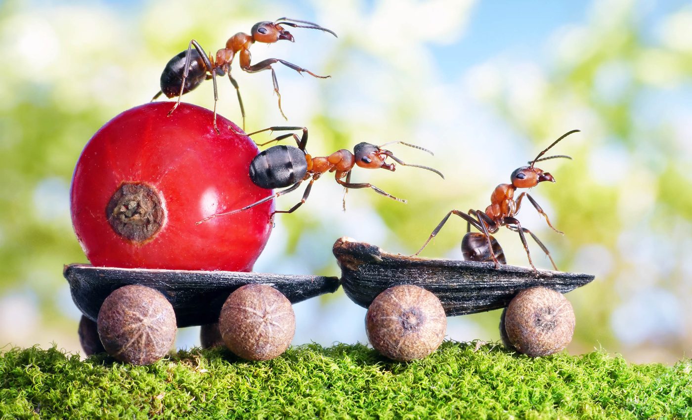 Invasive ants have found a new way to spread across the globe