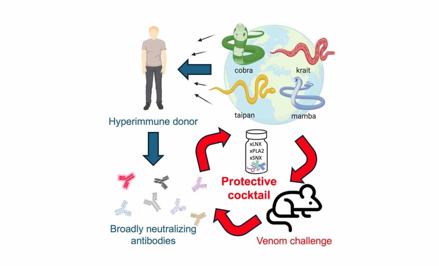 Man is bitten over 100 times by cobras and mambas, leading to the creation of a universal antidote