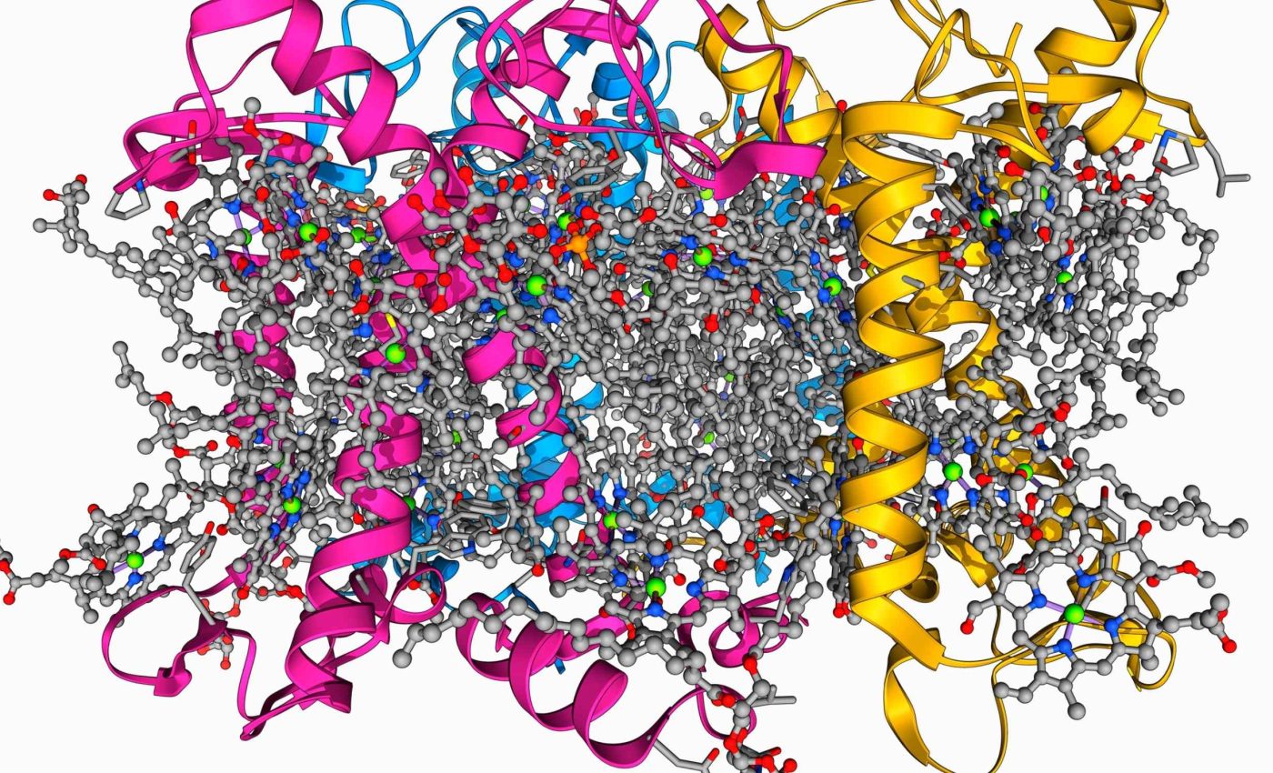 Ribosomal cooperativity that prevents pauses in protein synthesis observed for the first time