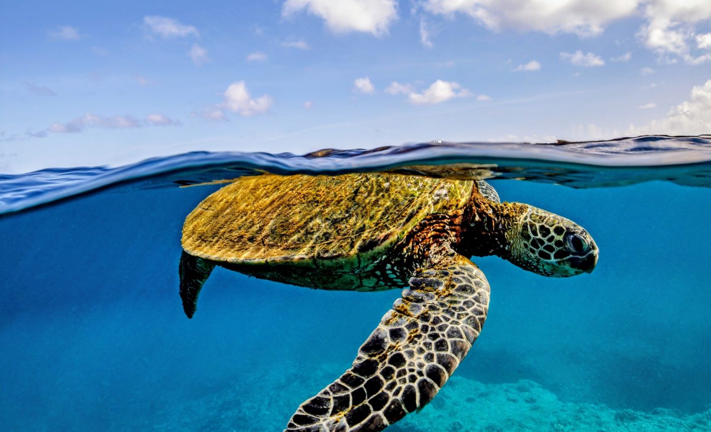 World Turtle Day 2025: Ancient creatures with modern challenges