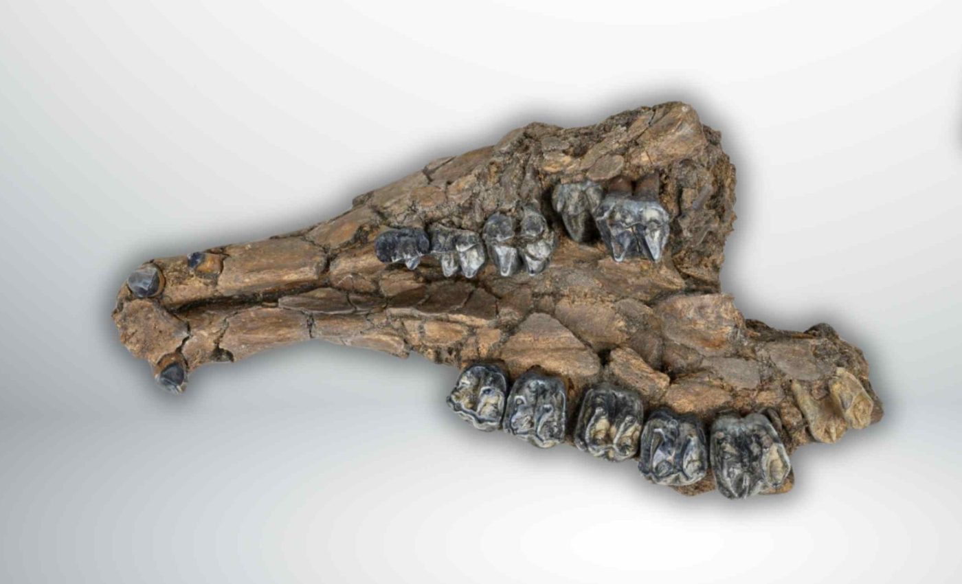 Divers find 500,000-year-old fossil treasure in Florida sinkhole