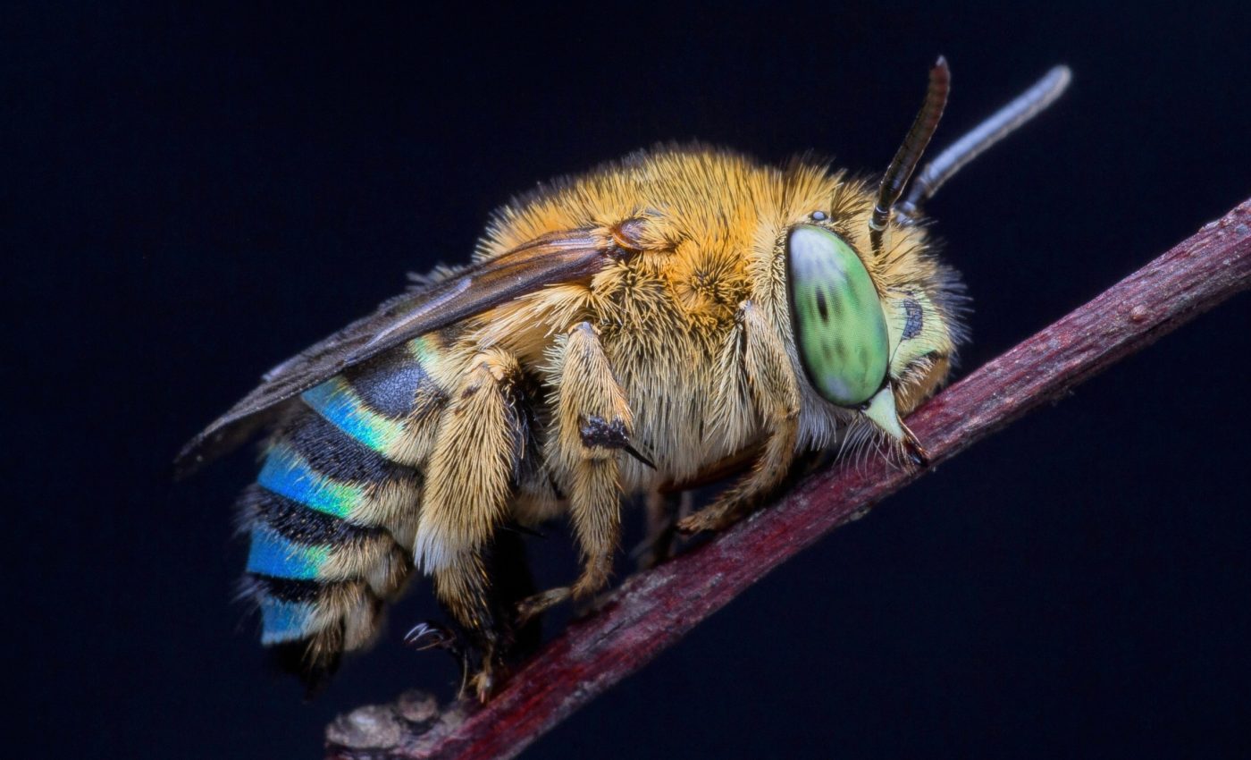 Backyard bee hives compete with native bees for resources