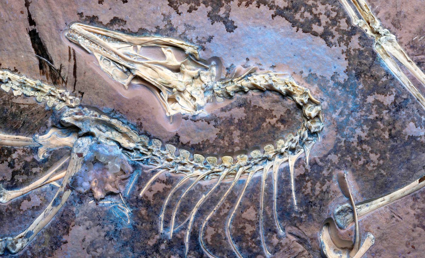 Archaeopteryx fossil found with preserved soft tissue proves Darwin was right all along