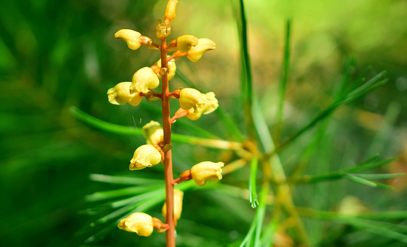 Some orchids can reproduce without ever opening their flowers