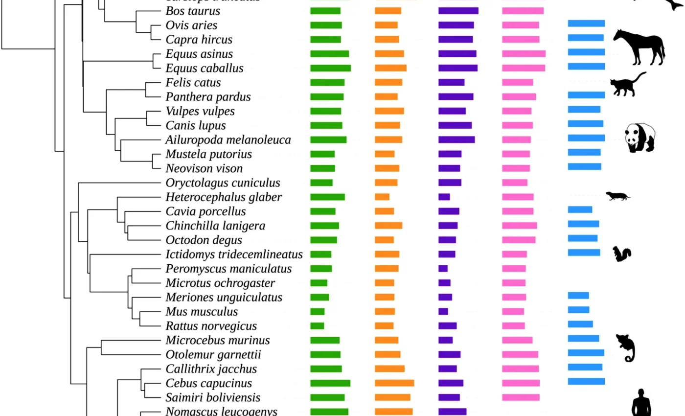 Why do some animals live just days while others live thousands of years? Scientists think they know