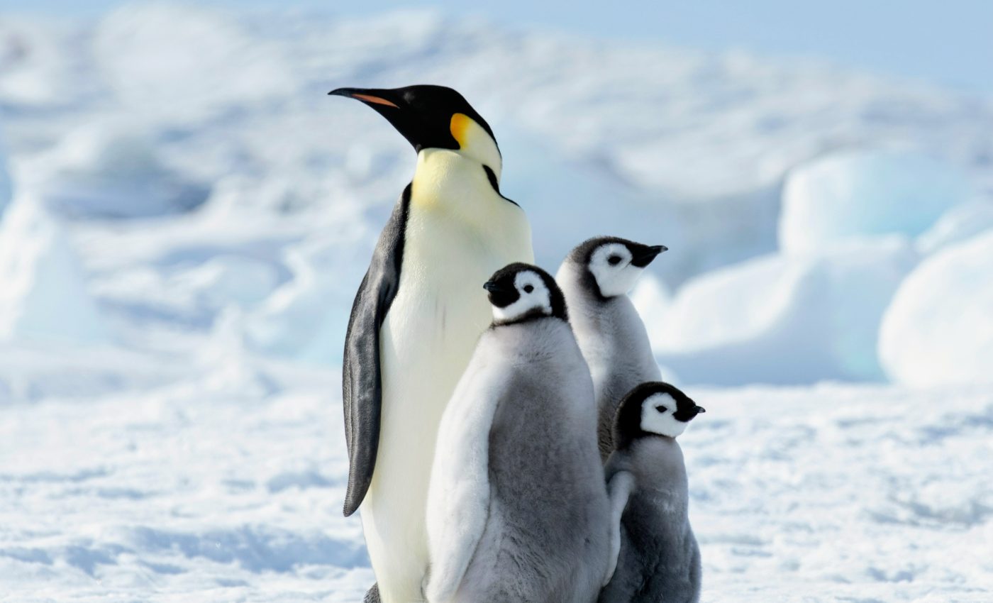 Penguin poop helps form clouds that could slow Antarctic warming