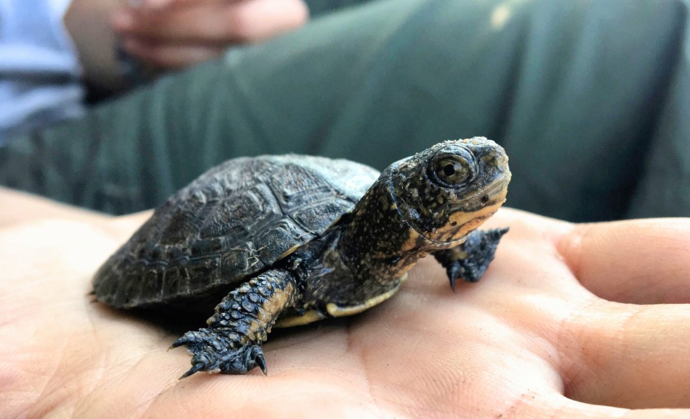 Scientists save native turtles by removing thousands of bullfrogs