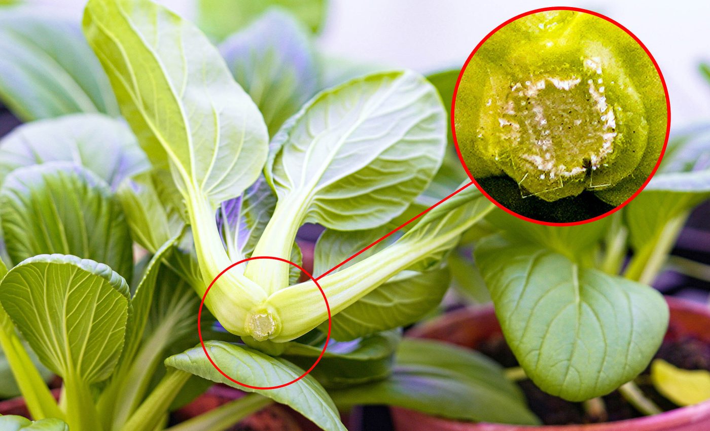 Food tech: Microneedles injections of a sleep hormone keeps fruits and veggies fresh much longer