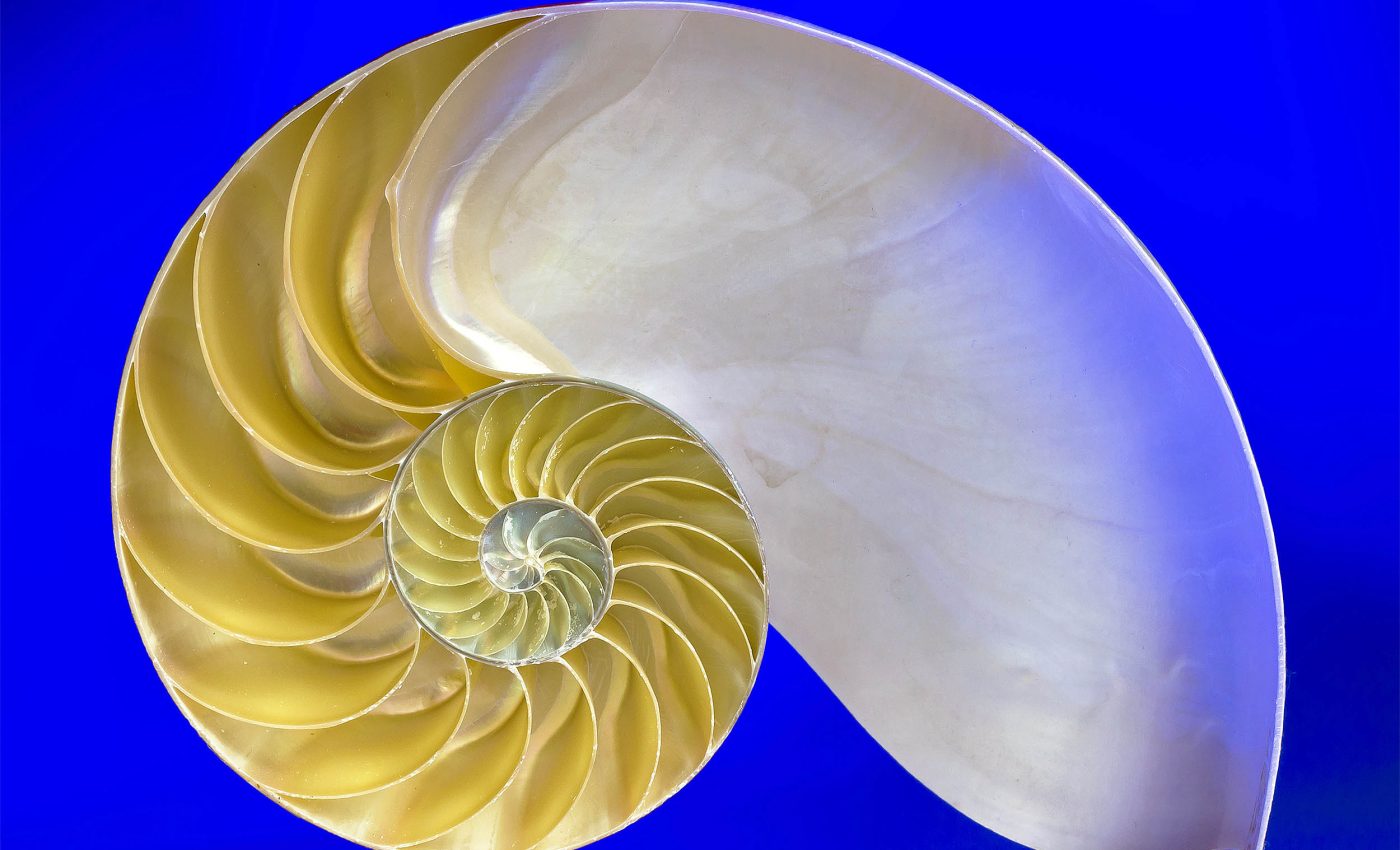 Universal 'rule of biology' reveals and explains patterns in aging and longevity