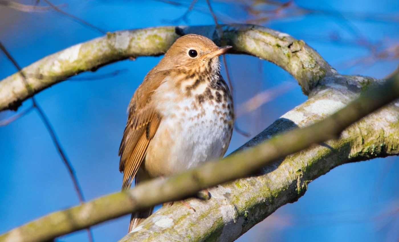 Songbirds with longer migrations have greater genetic diversity