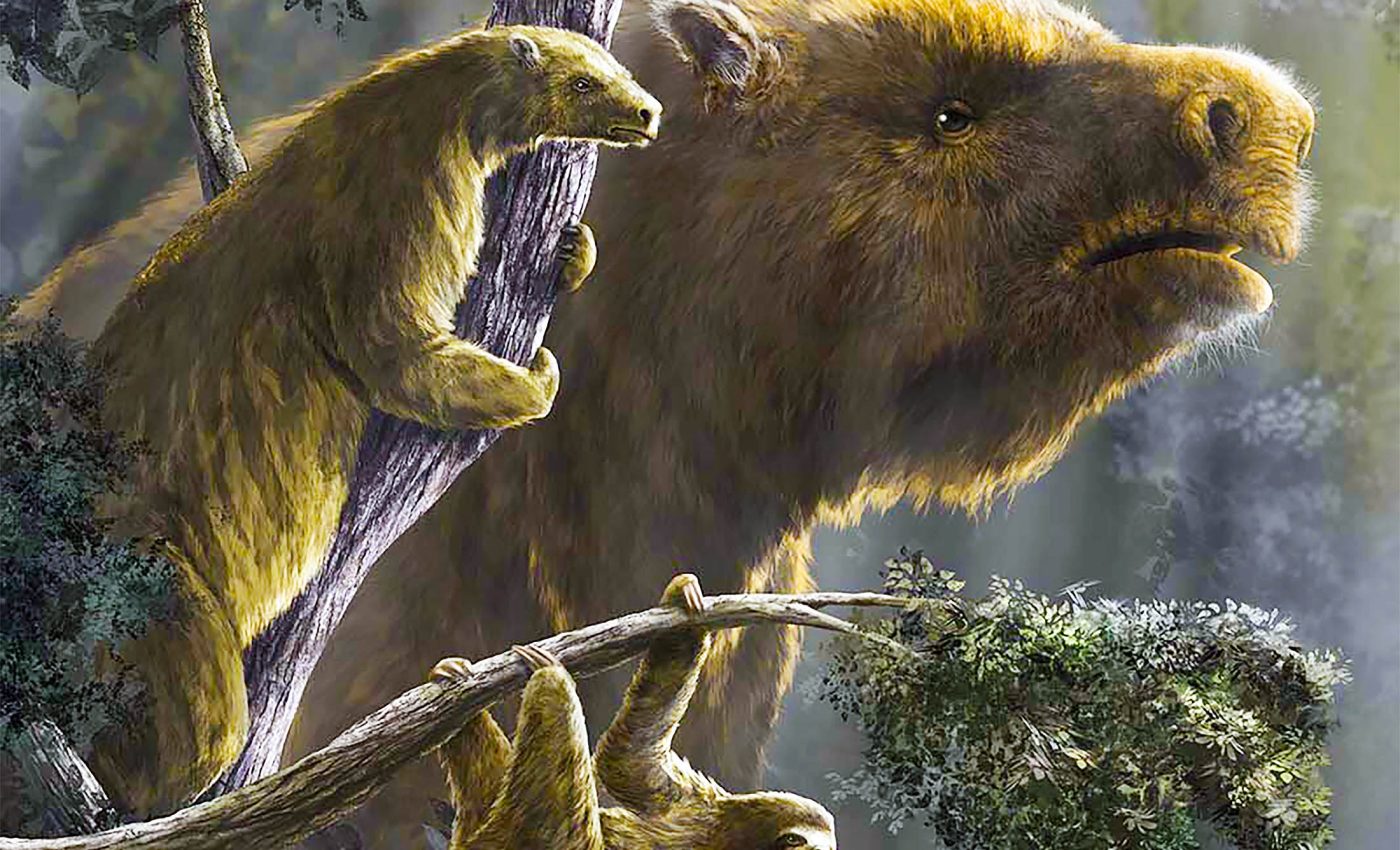 Lost world of giant sloths: Why did they shrink and when did it happen?