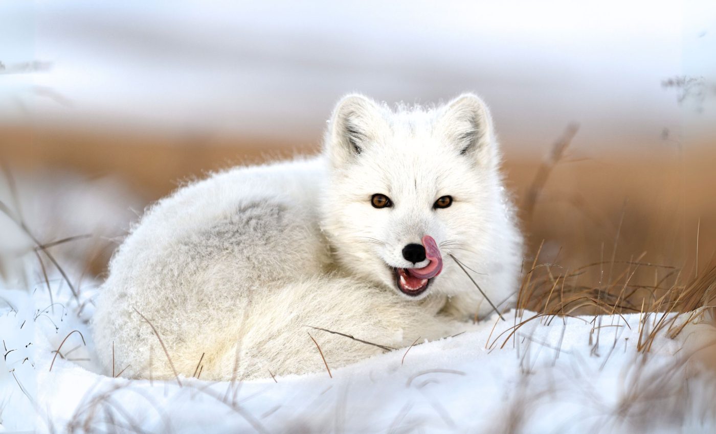 Arctic animals evolved in different ways to beat the cold