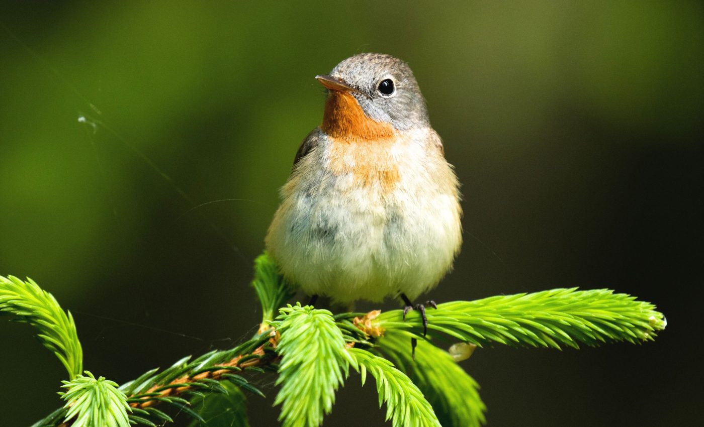 Protecting forests helps birds and humans in many ways