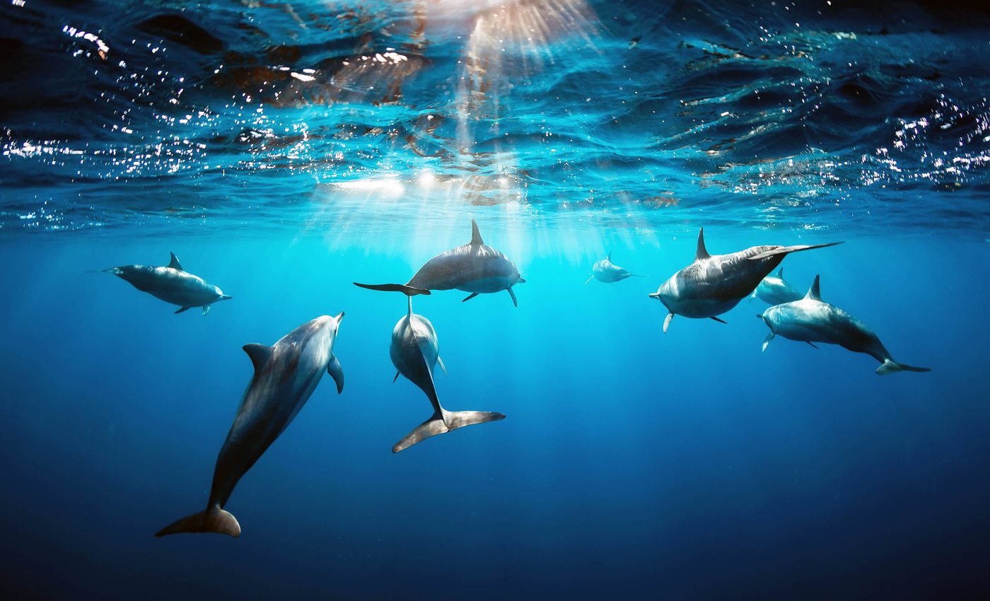 Dolphins use whistles to communicate in what scientists believe is specialized language