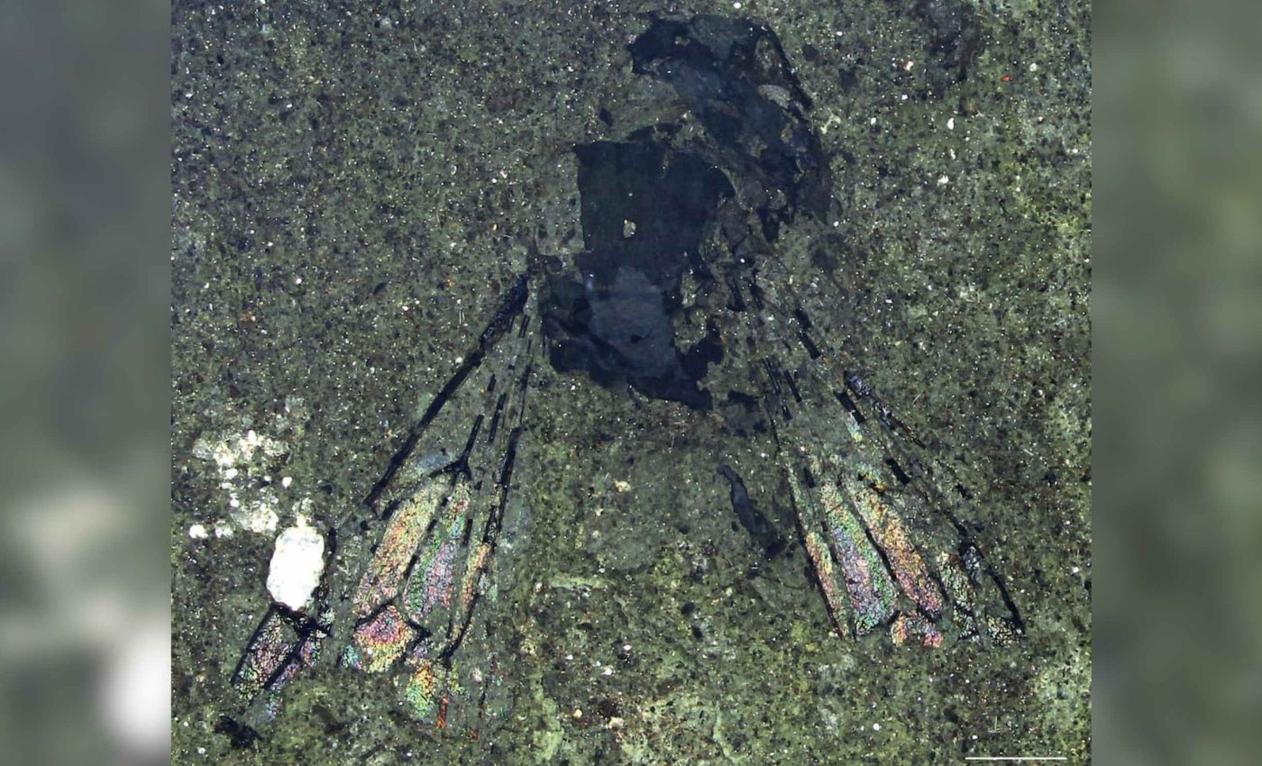 Scientists unearth a 14.6-million-year-old bee whose family tree does not fit existing theories