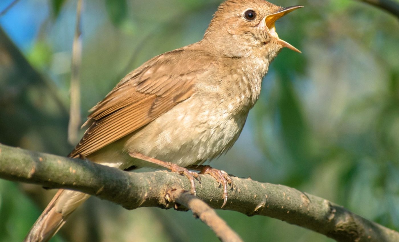Vanishing forests make bird migration harder across the Corn Belt