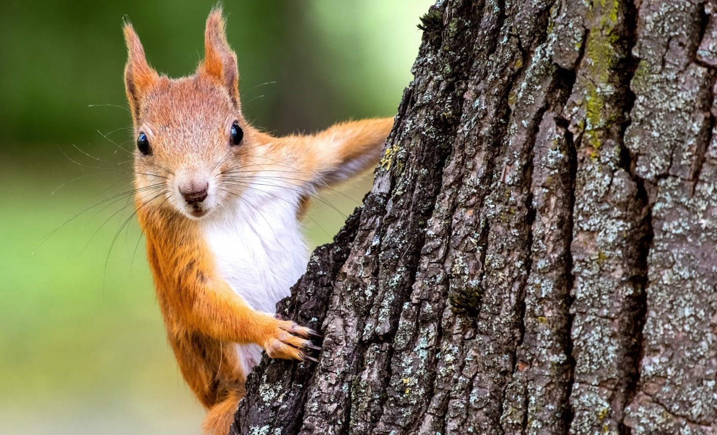 Life's hidden pattern: Why most species are rare but a few rule the world