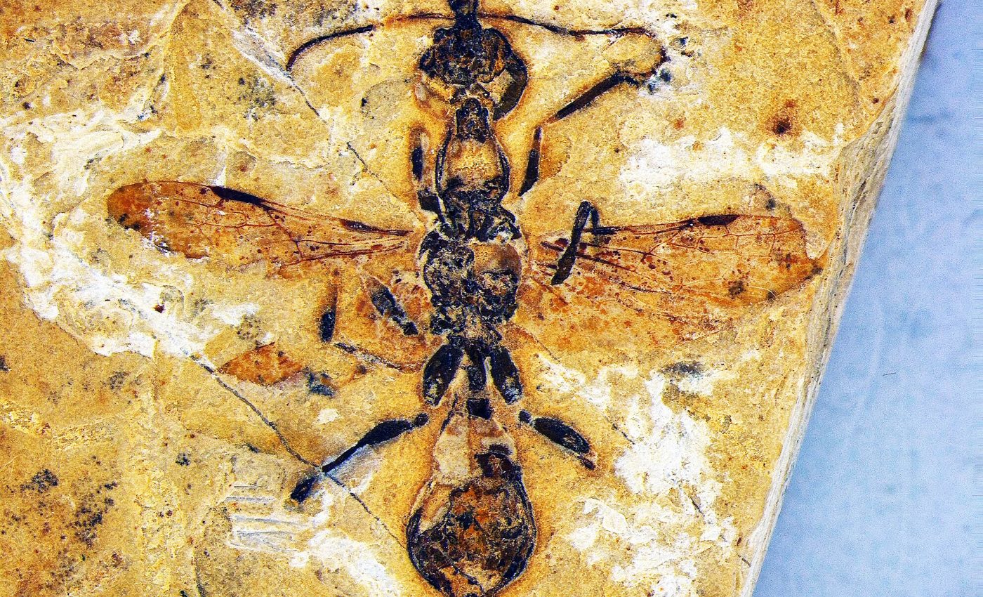 Paleontologists found the oldest ant species on Earth, 113-million-years-old with scythe-like jaws