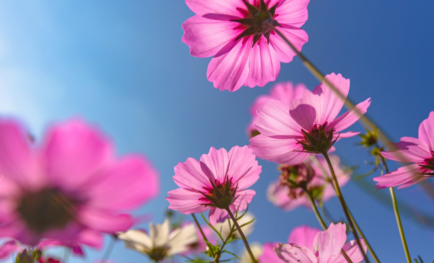 Flowering plants appeared two million years earlier than we thought
