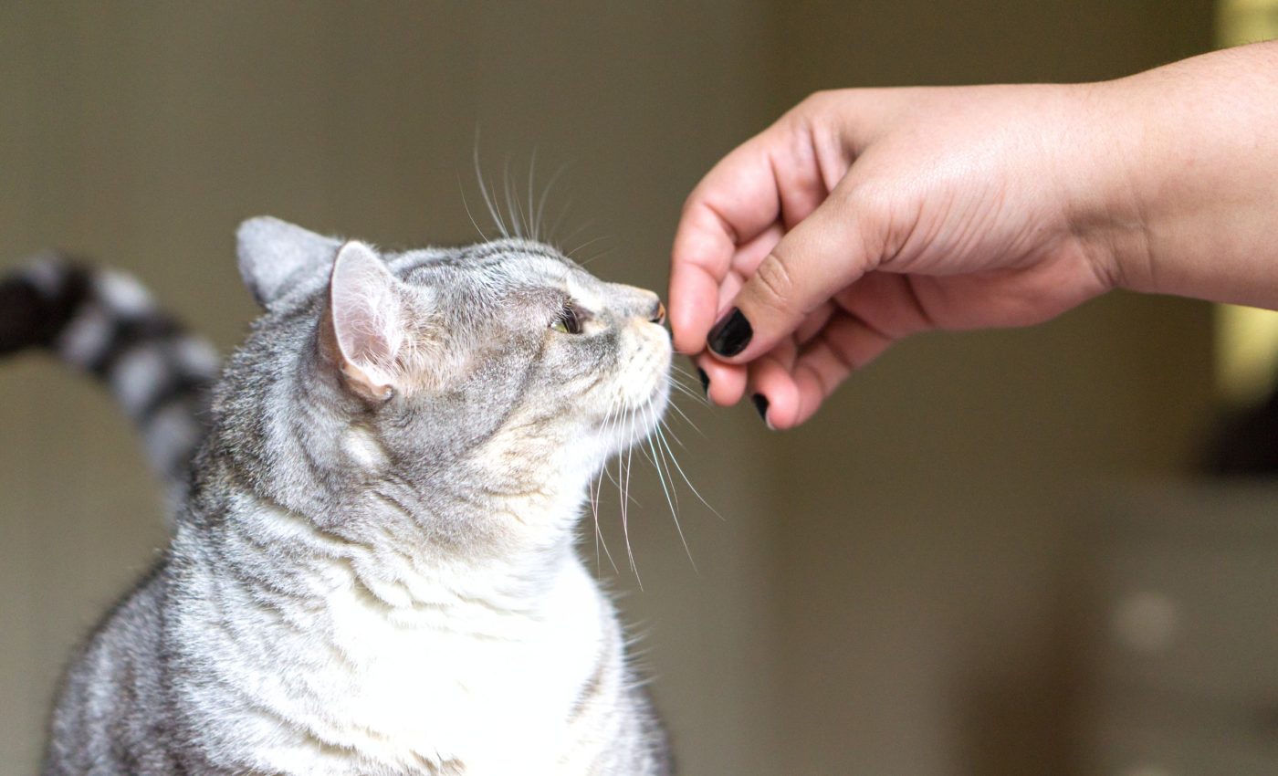 Cats can tell people apart by sniffing them