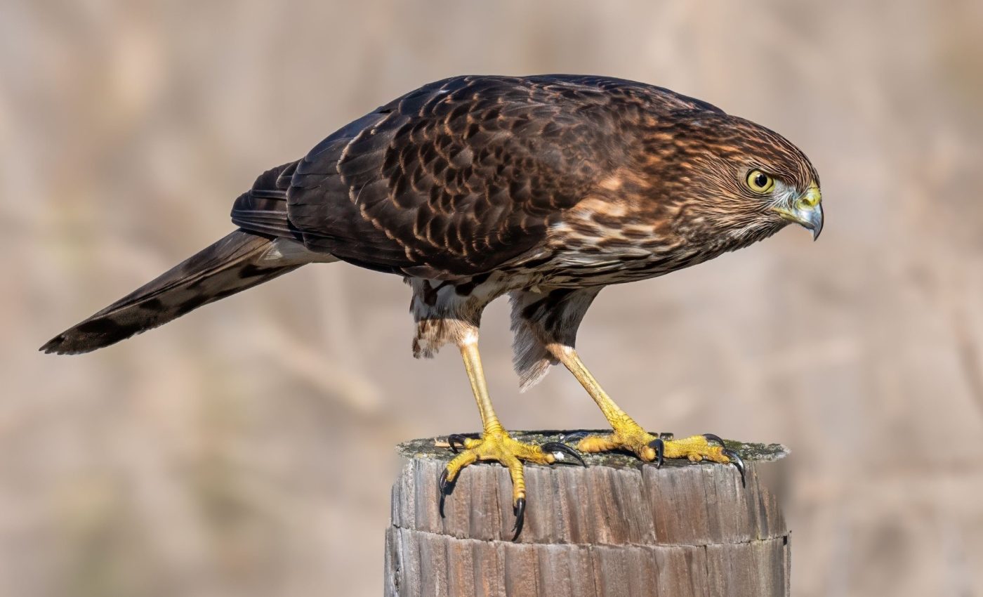 Young hawk uses city traffic to sneak up on its prey