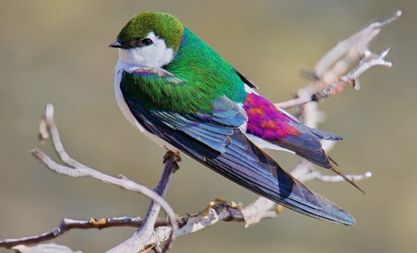 Birds are molting earlier in the fall as global seasons continue shifting