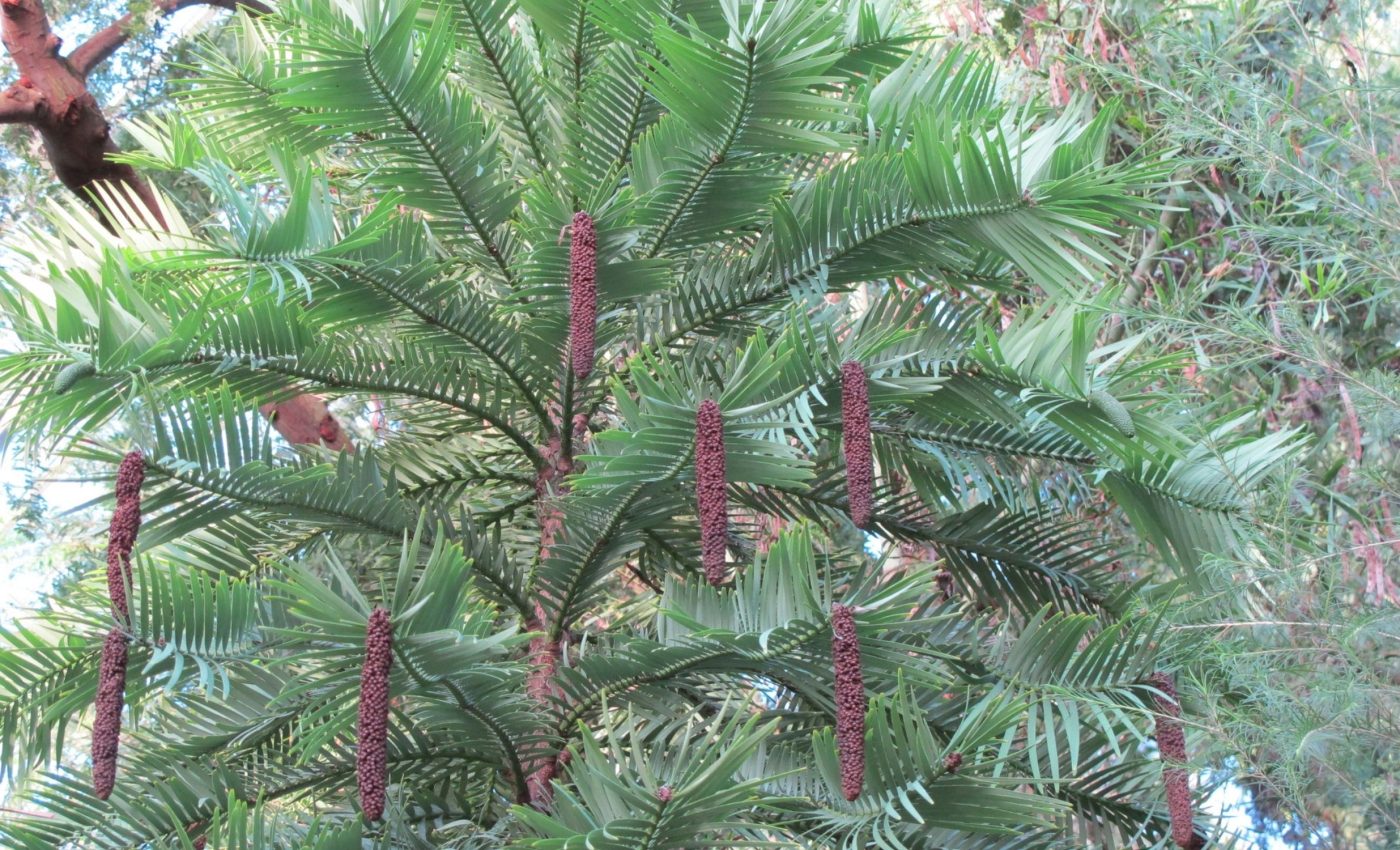 The Wollemi pine, a 200-million-year-old survivor from the Jurassic period, is now the most protected tree on Earth