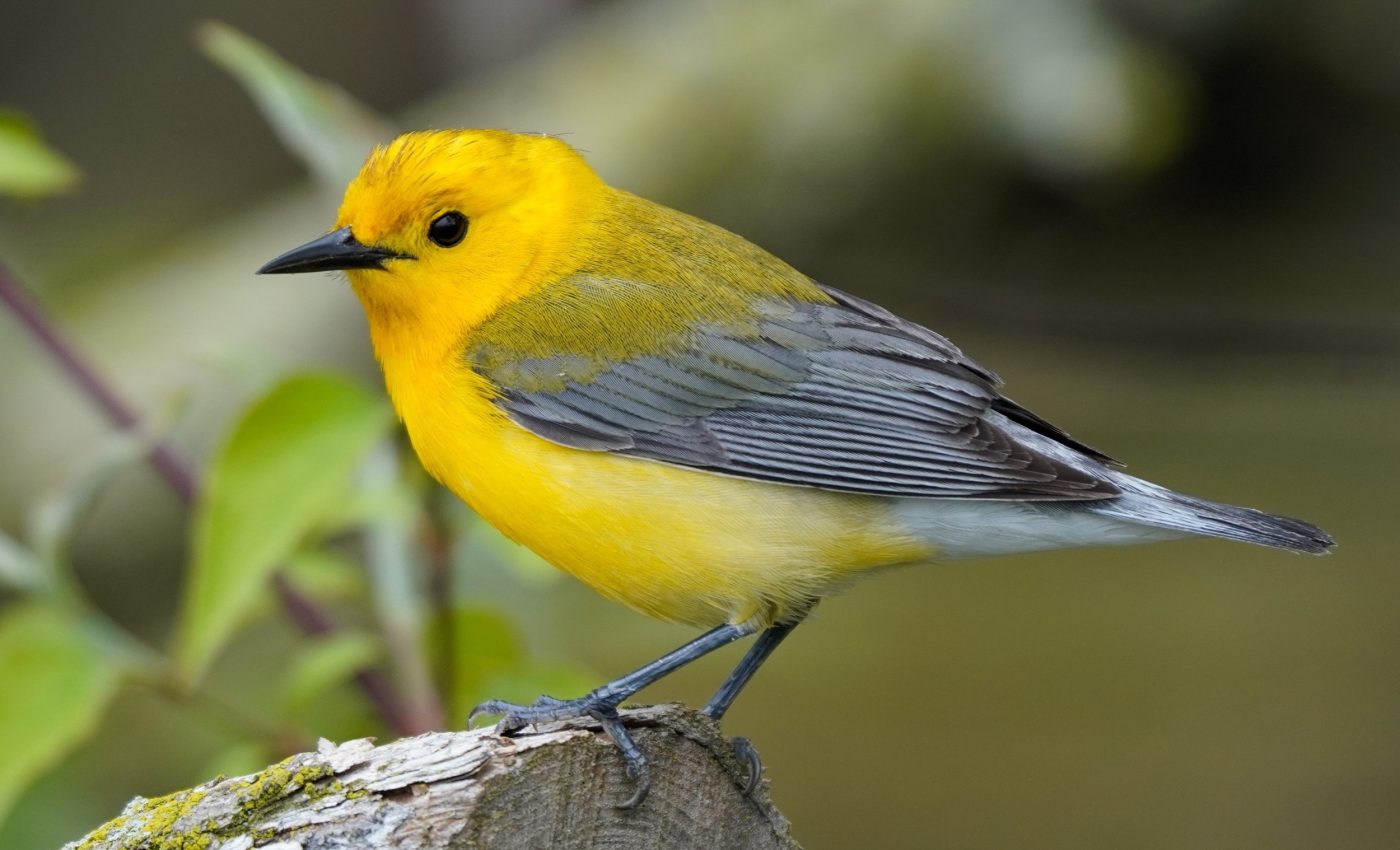 Birds are struggling to keep pace with a warming climate