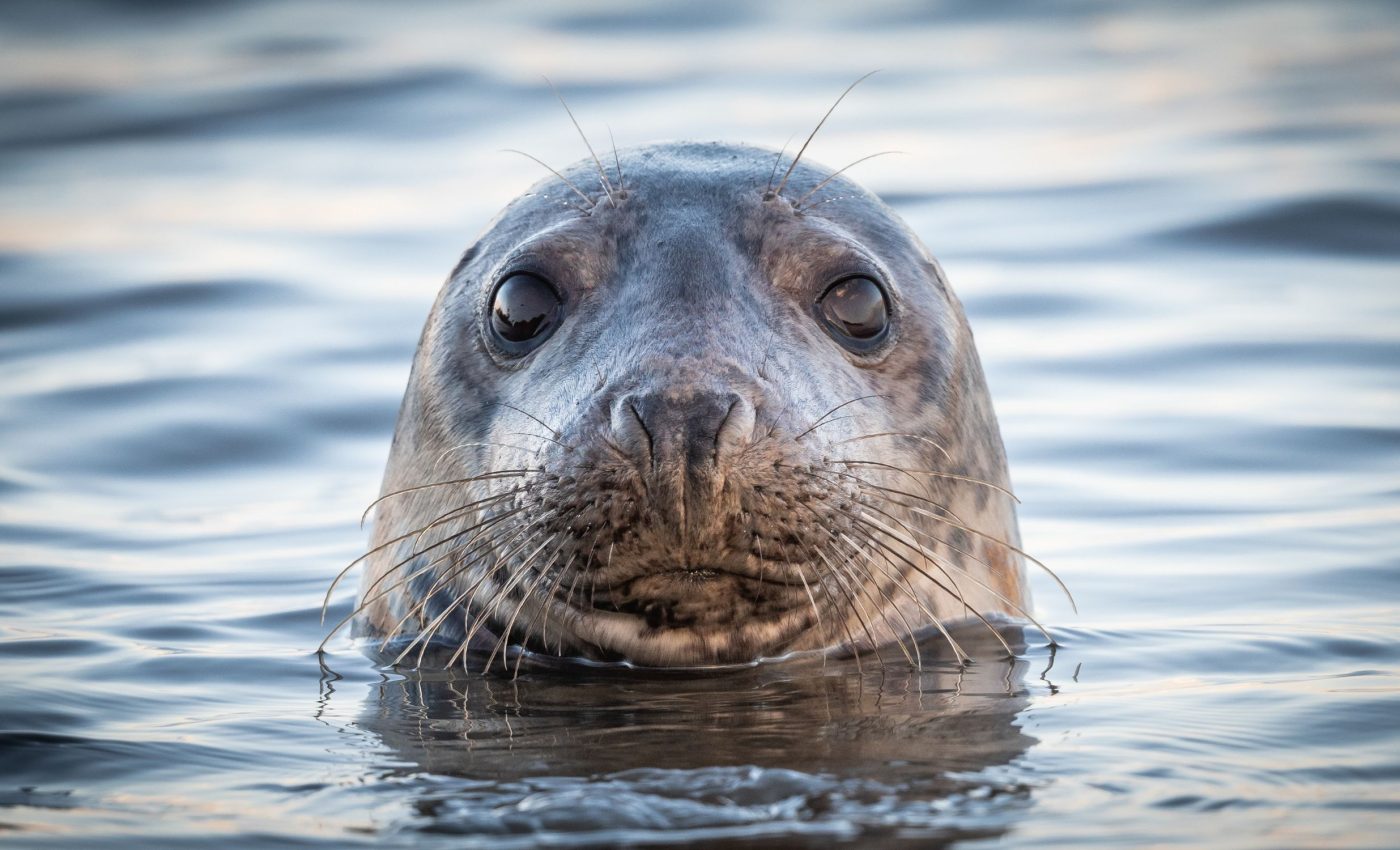 Harbor seals rely on visual cues to navigate cloudy waters
