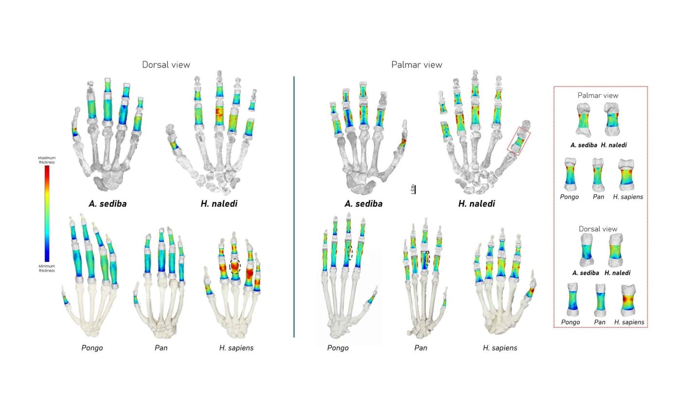 Study shows that early humans climbed trees and worked with stone