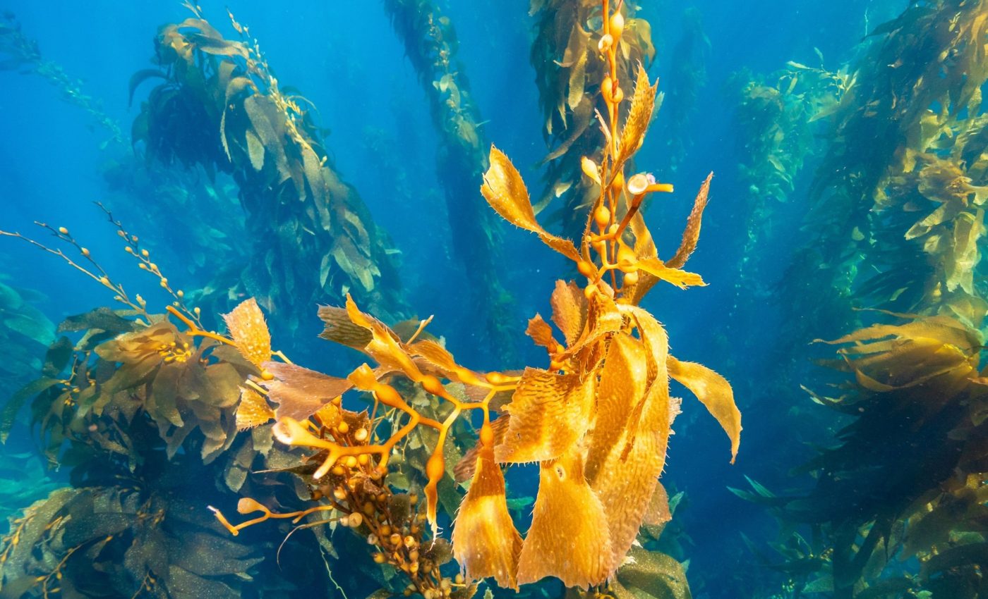 Kelp forests in crisis: How toxic turf algae are taking over