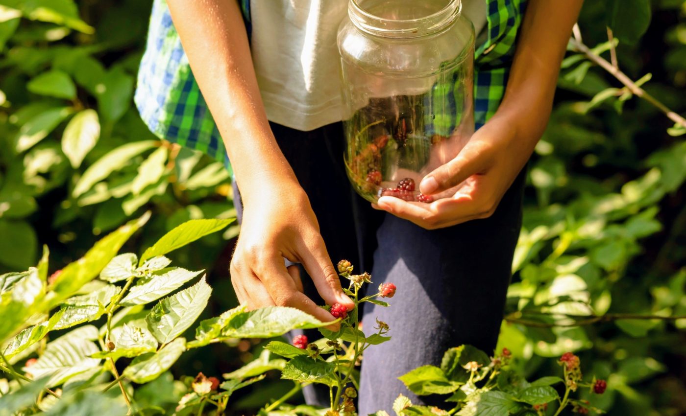 Traditional forest farming is an overlooked climate solution