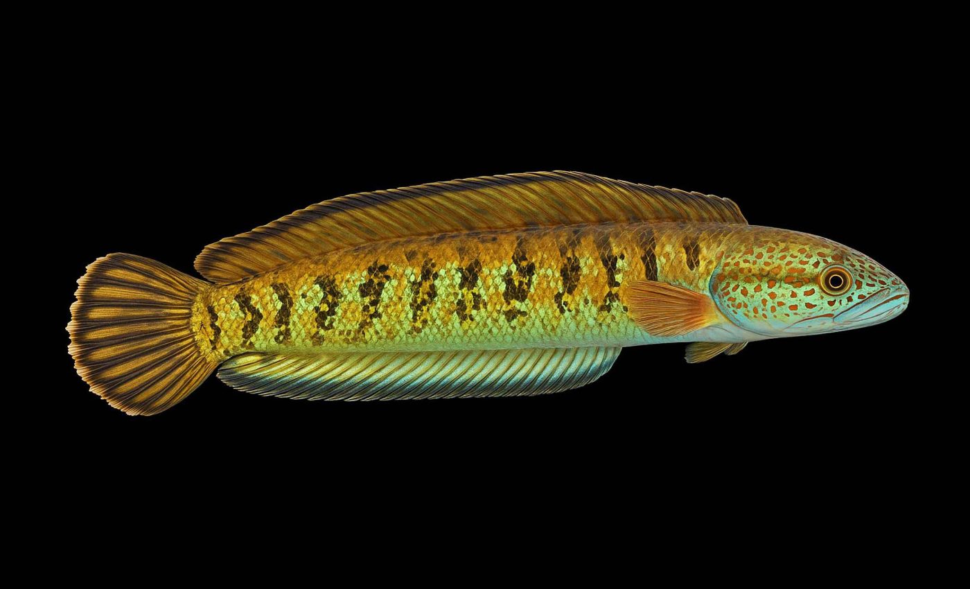 Fish thought extinct for 85 years reappears in Himalayan river