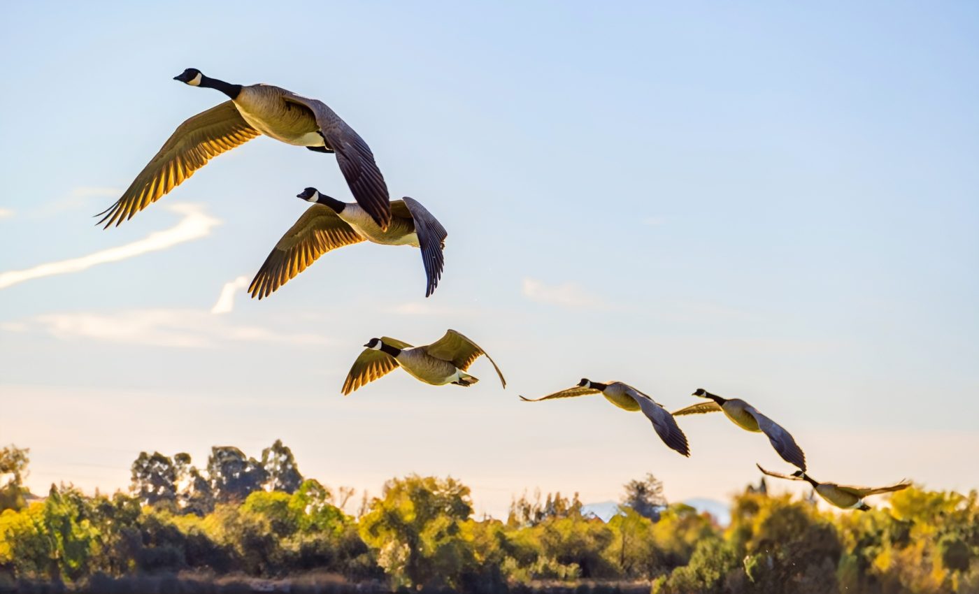 Scientists think birds may be using quantum physics and entanglement for migration