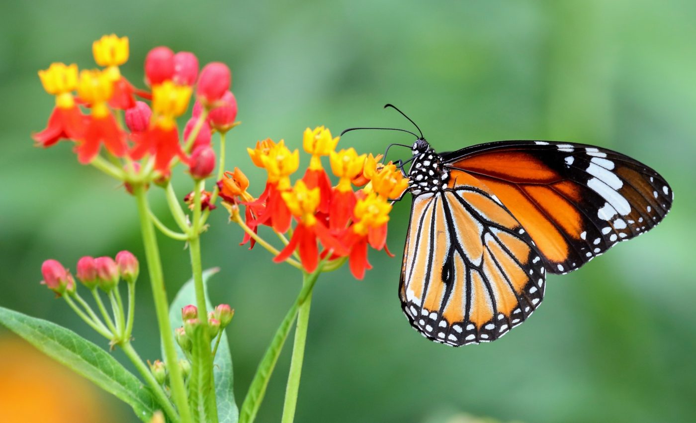 Why some monarch butterflies are skipping migration