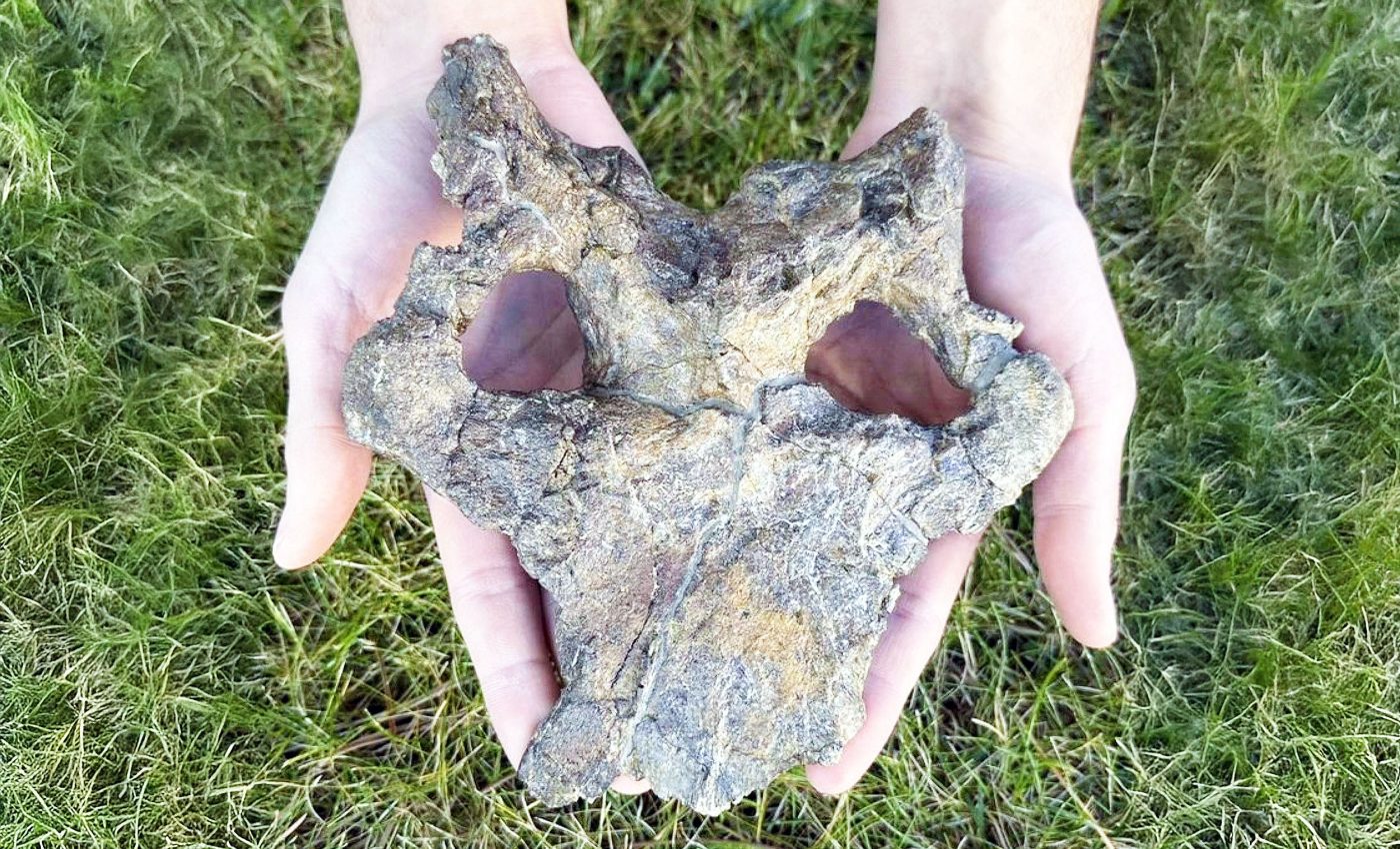 Most-complete Stegosaur skull ever found forces rewrite of dinosaur history