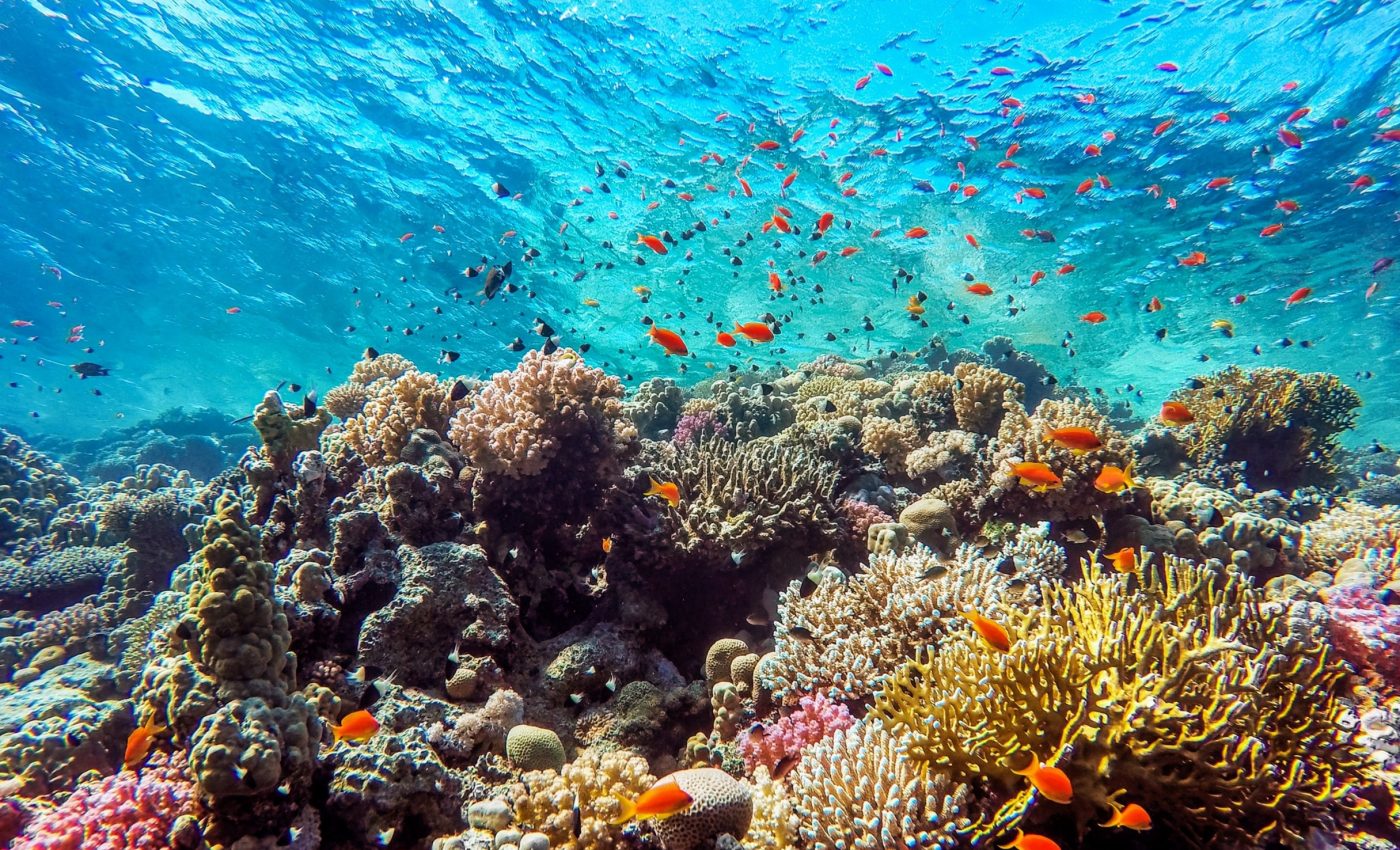 World Reef Awareness Day 2025: Bringing corals back to life