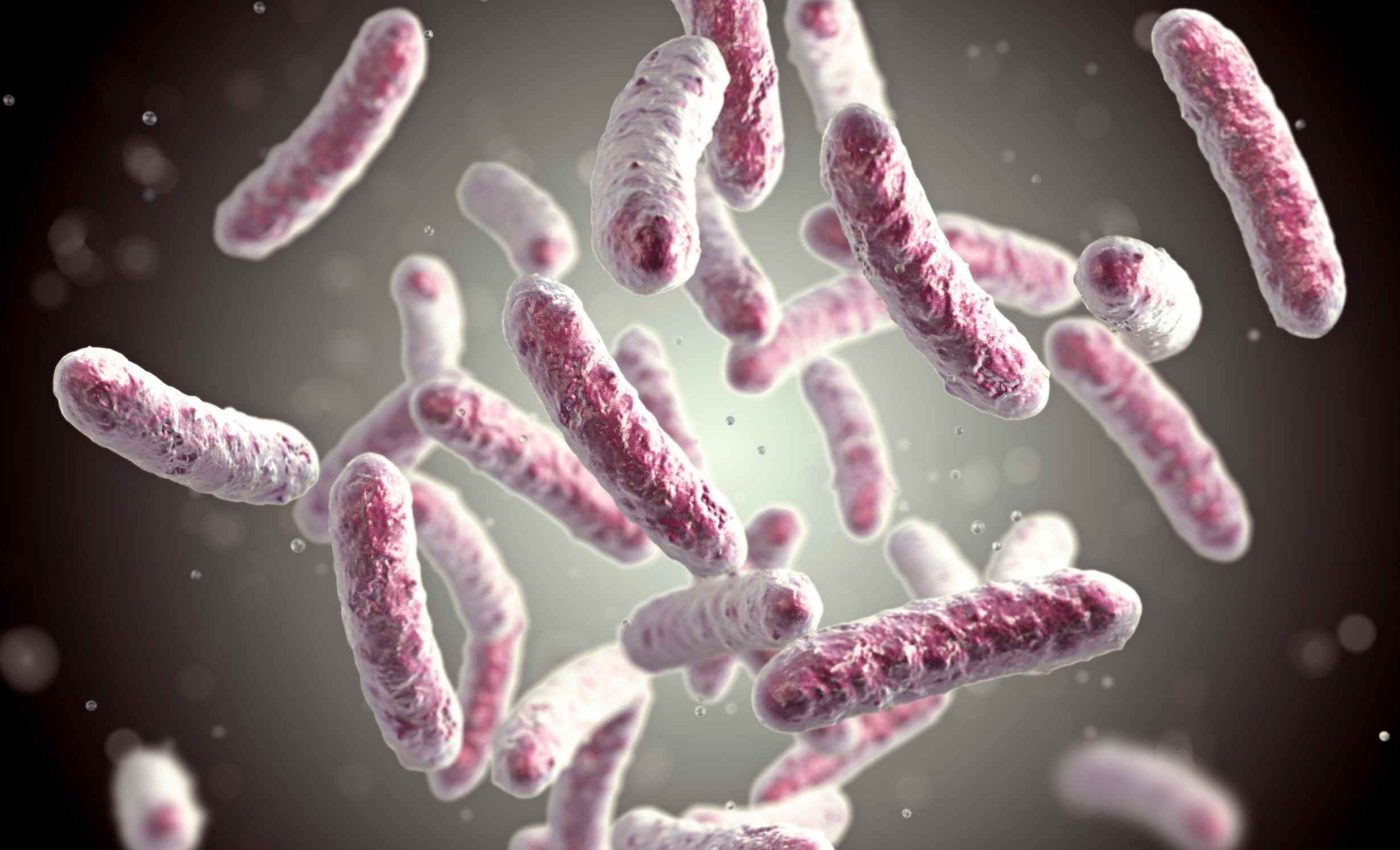 New study shows that milk consumption improves gut biodiversity and cheese reduces certain microbes