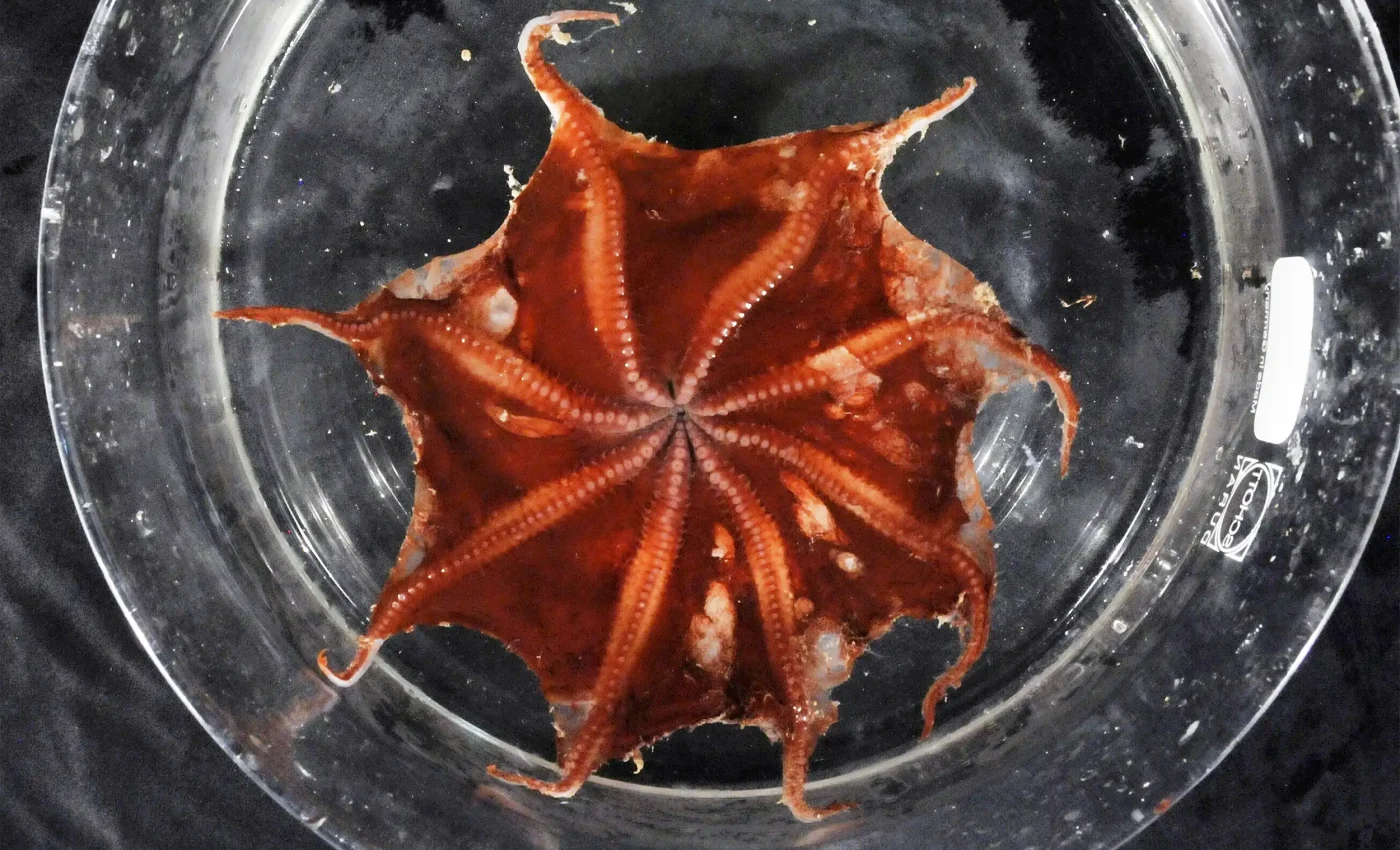 New octopus species discovered in very deep ocean waters