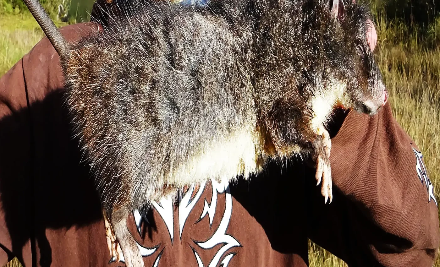 A "Giant Woolly Rat" was just photographed for the first time ever, proving it's not a myth