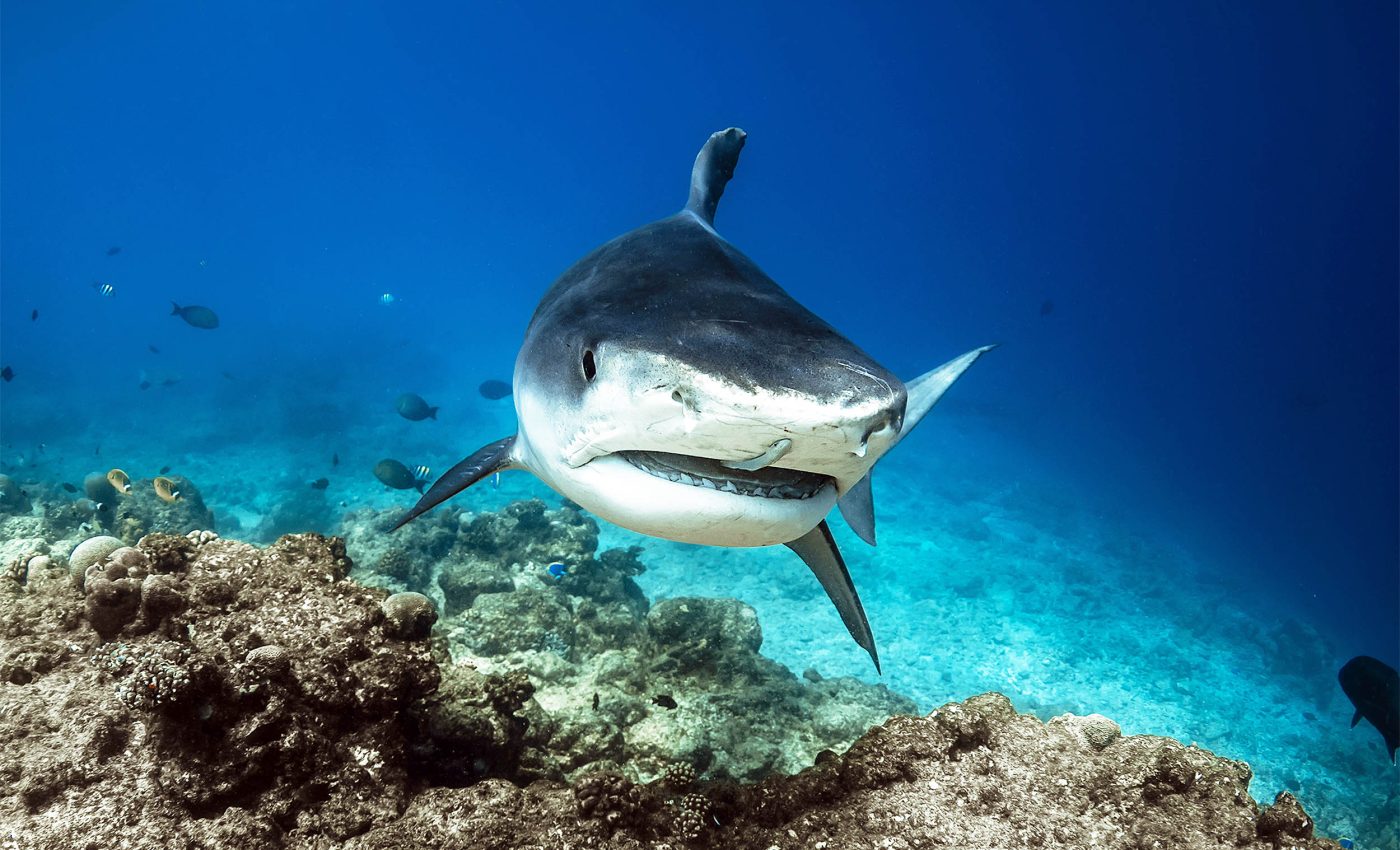 Different shark species seen feeding together in rare event caught on video