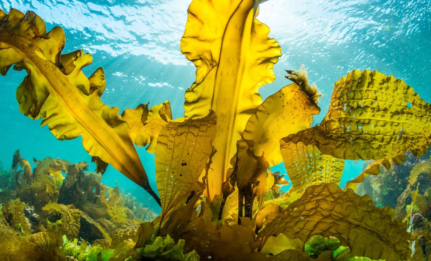 World Seaweed Day 2025: Saving the ocean’s sustainable powerhouse